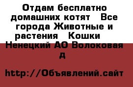 Отдам бесплатно домашних котят - Все города Животные и растения » Кошки   . Ненецкий АО,Волоковая д.